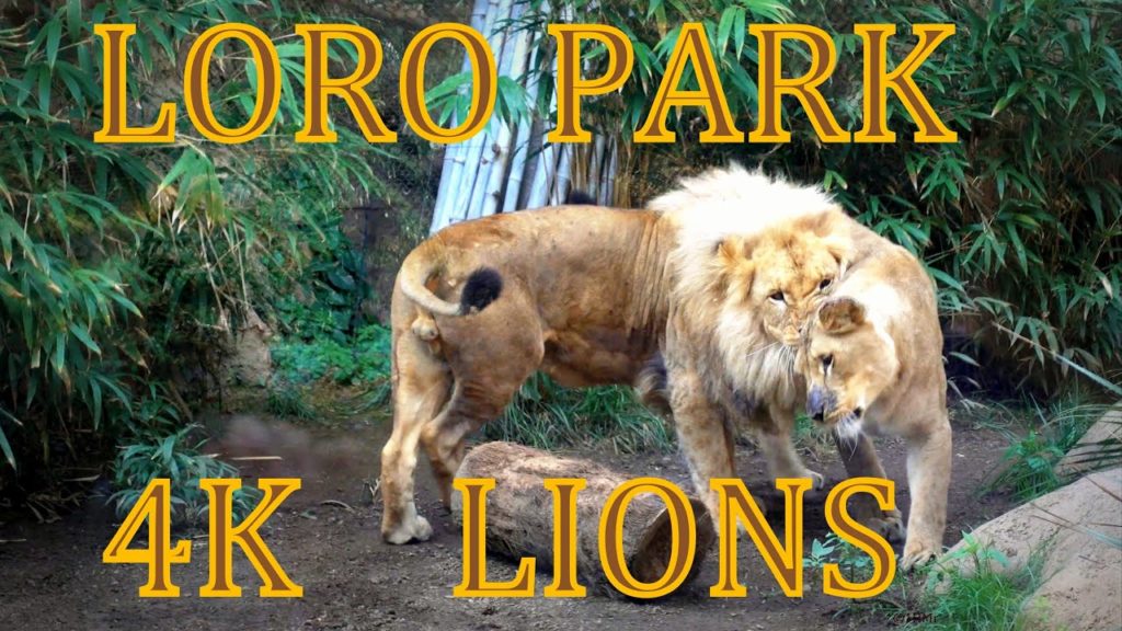 Loro Park African Lions 4K ULTRA HD, Puerto de la Cruz ,Tenerife Loro Park African Lions 4K ULTRA HD, Puerto de la Cruz ,Tenerife