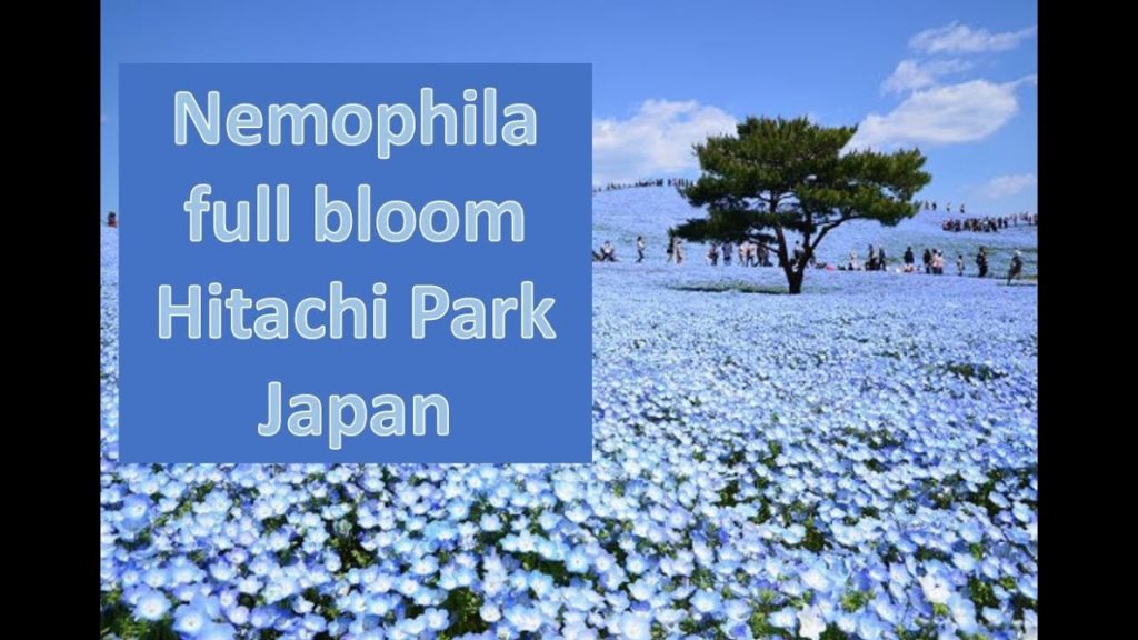 Nemophila Harmony Hitachi Park | Hitachi park in Spring | Hitachi Seaside park in Ibaraki | Nemophila Harmony Hitachi Park | Hitachi park in Spring | Hitachi Seaside park in Ibaraki |