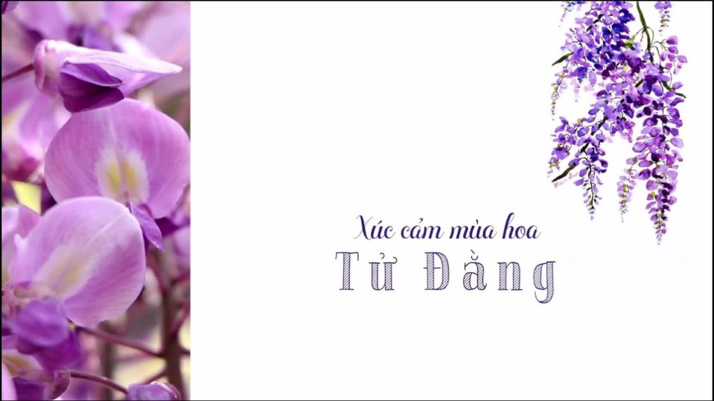Tour du lịch Nhật Bản | Mùa Hoa tử đằng | Du thuyền 5 sao | Du lịch nhật bản mùa hoa tử đằng