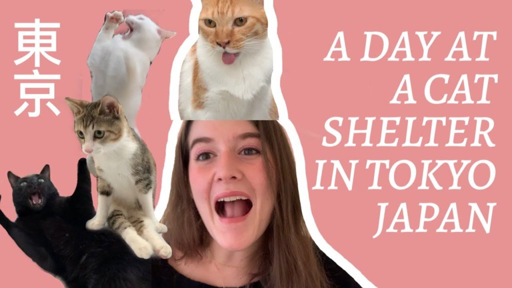 A Day at a Japanese Cat Shelter in Tokyo / JAPAN VLOG A Day at a Japanese Cat Shelter in Tokyo / JAPAN VLOG