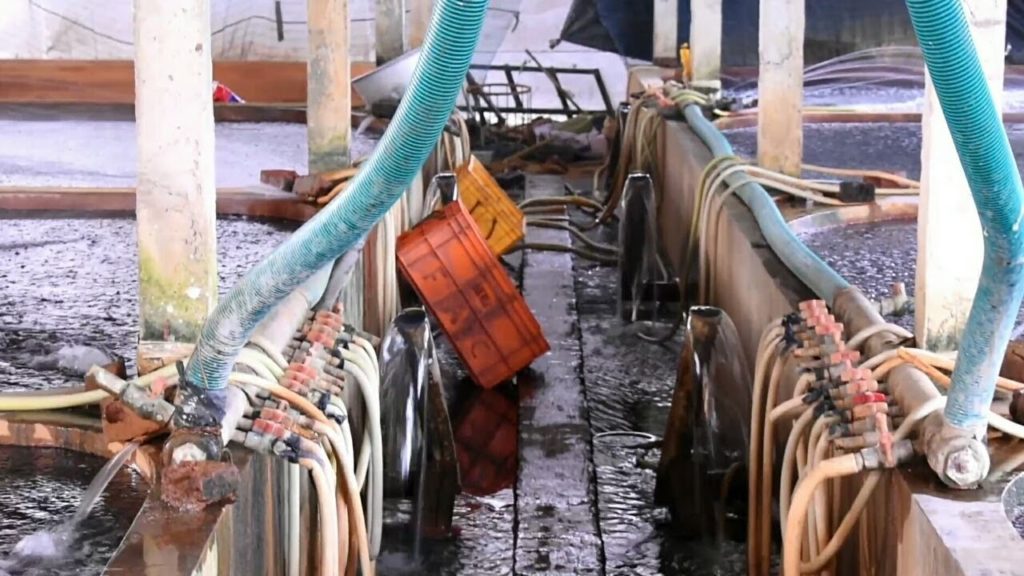 Ponds  Structure for Catfish Hatchery || Travel tride | Part 2