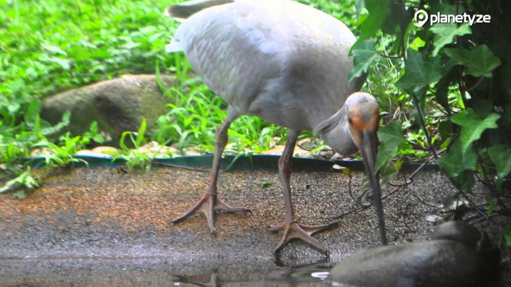 Toki Forest Park, Sado | One Minute Japan Travel Guide