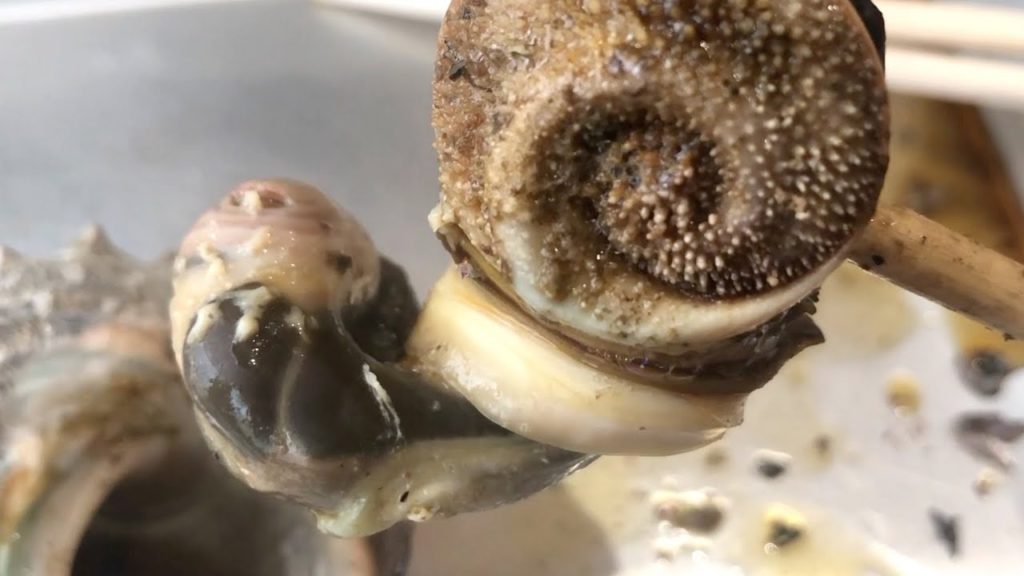 ALIEN SEA SNAIL Japanese Street Food