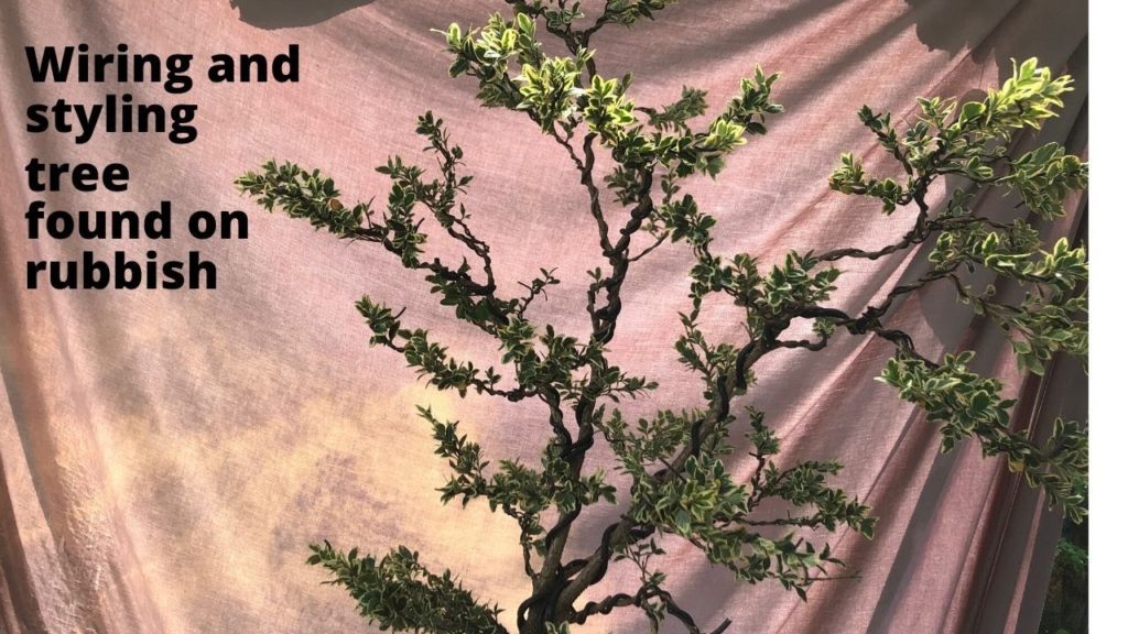 Bonsai wiring and styling tall skinny tree found on rubbish pile