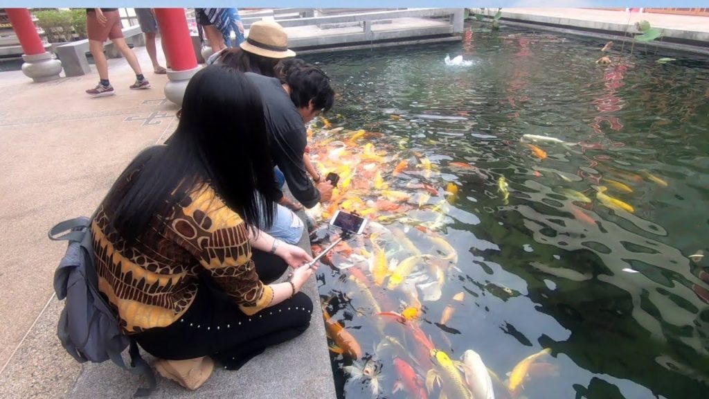 Feeding Koi Fish in China town UdonThani - thailand travel