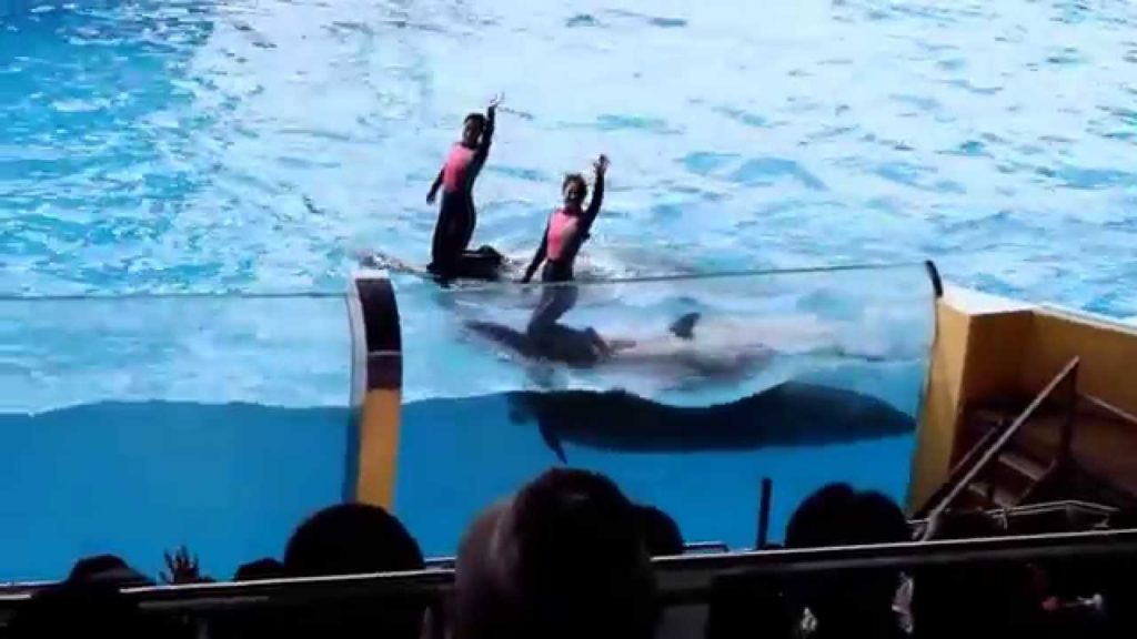 感動！華麗に泳ぐイルカに癒された～白浜アドベンチャーワールド「マリンライブ」