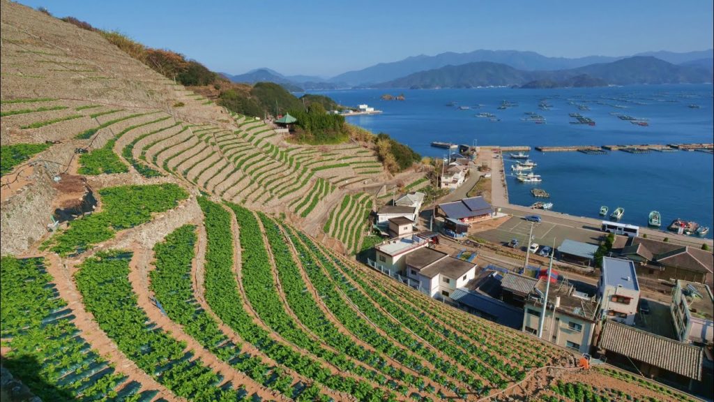 JG☆☆☆ 8K HDR Ehime,Mizugaura Danbata,Amazing and Sustainable(Cultural Landscape) 愛媛 水荷浦の絶景段畑(重文景)