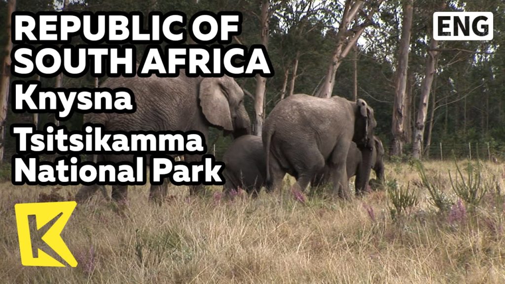【K】South Africa Travel-Knysna[남아공 여행-나이스나]치치캄마 공원, 사바나/Tsitsikamma National Park/Savanna/Maritime