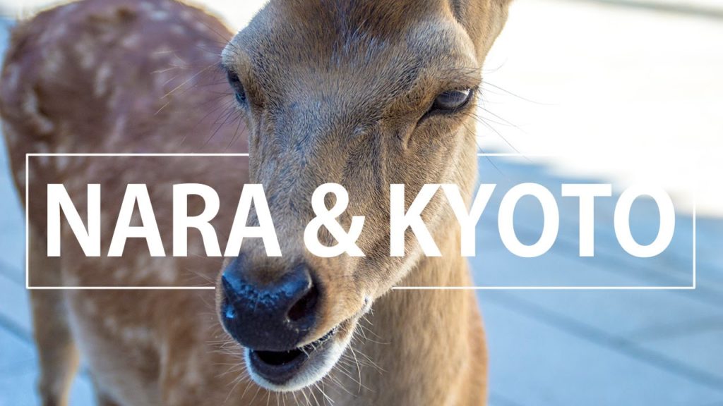 Nara 奈良市 & Kyoto 京都 | Japan Trip 2013