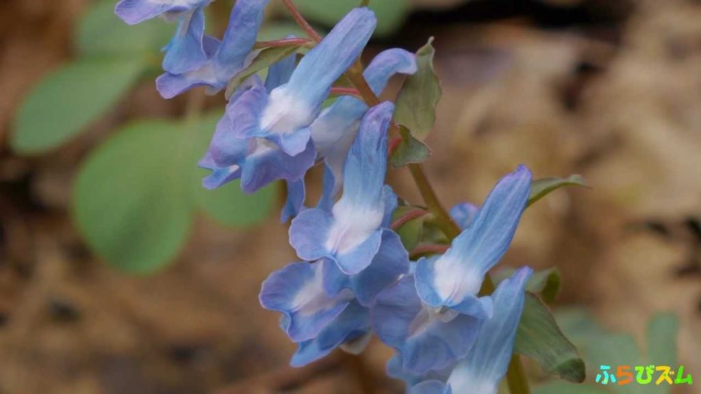 【北海道富良野】Furano Flowers エゾエンゴサク- Corydalis ambigua