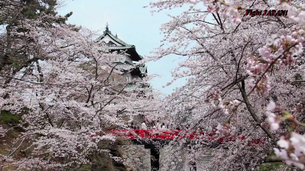 Beautiful SAKURA JAPAN 美しい日本の桜 (cherry blossom)