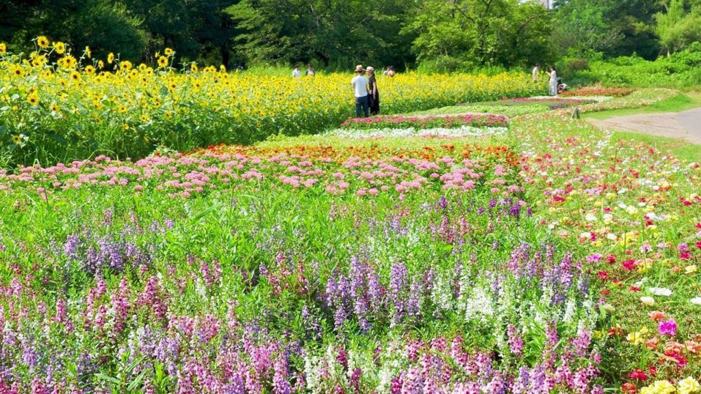TOKYO. Summer Garden of Showa Kinen Park. 夏花壇  #4K