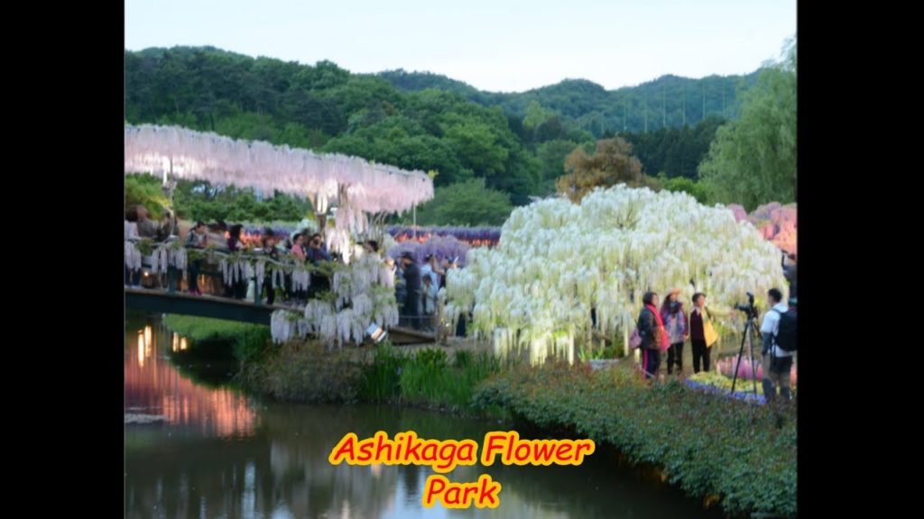 Ashikaga Flower park, Japan