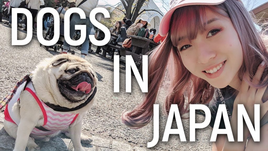 I pet over 100 dogs in Japan わんわんカーニバル I pet over 100 dogs in Japan わんわんカーニバル