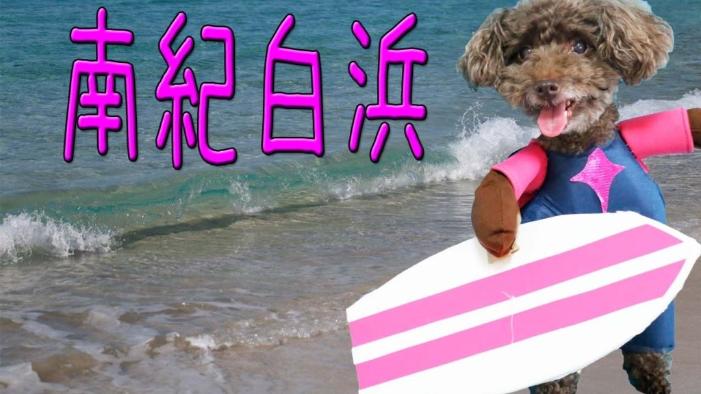 コスプレトイプー  白浜遠足 【 Travel Japan うろうろ和歌山 】toy poodle 南紀白浜 白良浜