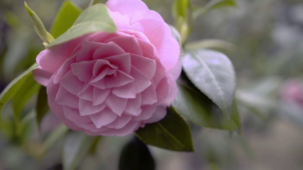 4k 2018 Spring Shukkeien Garden in Hiroshima City Japan 4k 2018 Spring Shukkeien Garden in Hiroshima City Japan