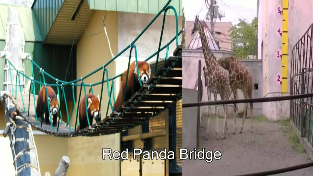 Travel Jepang: Hewan yang Berenang dan Beruang di Asahikawa Kebun Binatang Asahiyama, Hokkaido 17 Travel Jepang: Hewan yang Berenang dan Beruang di Asahikawa Kebun Binatang Asahiyama, Hokkaido 17