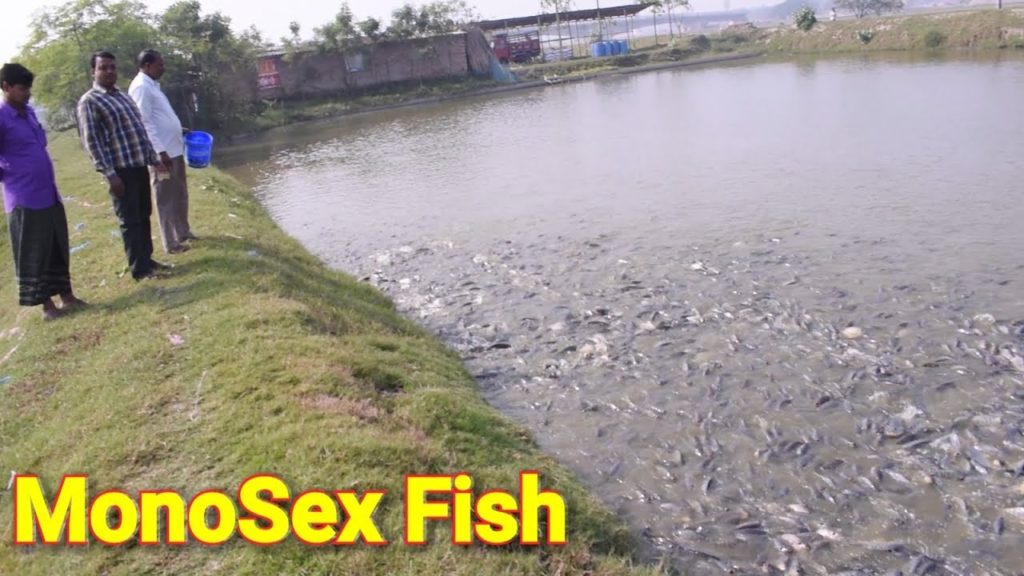 Monopriya Fish Farming in India Monopriya Fish Farming in India