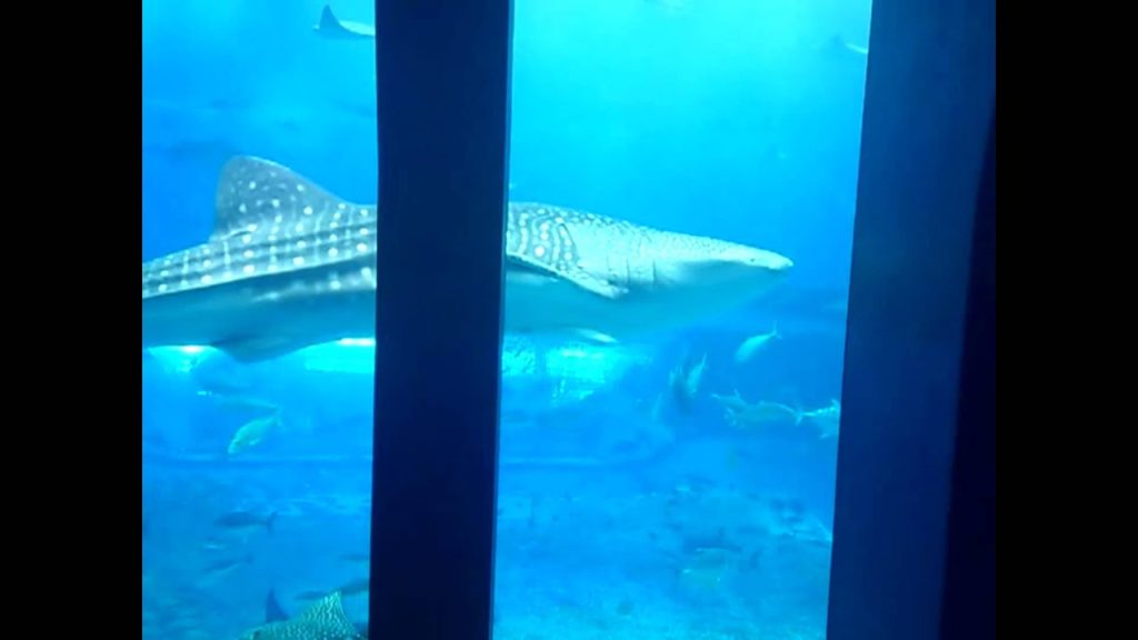 Okinawa guided tour and (Kuroshio Sea) tank in expo park
