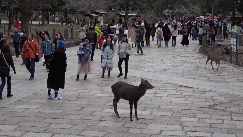 奈良 Nara, Japan
