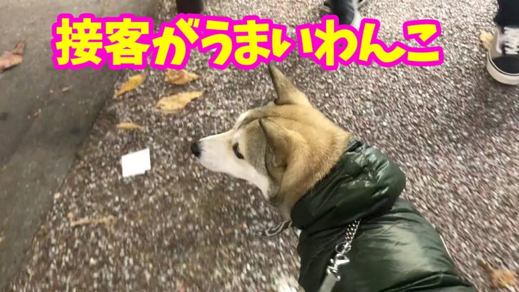 【わんこと居酒屋🍶】むぎの才能が開花した日🐕2019年12月