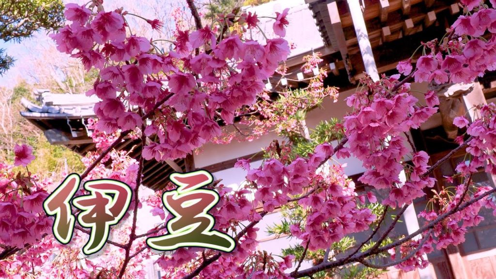 SHIZUOKA【Cherry blossoms】“Toi Sakura” Early Blooming Cherry Blossoms in Toi Onsen of Izu city #土肥桜