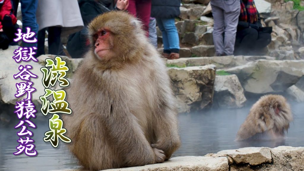 NAGANO【SNOW】SNOW MONKEY PARK and Shibu Onsen.地獄谷野猿公苑, 渋温泉 #雪不足 #4K NAGANO【SNOW】SNOW MONKEY PARK and Shibu Onsen.地獄谷野猿公苑, 渋温泉 #雪不足 #4K