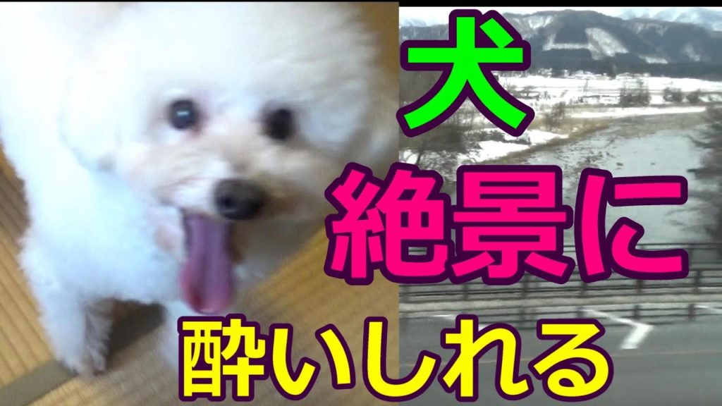 トイプードルのベンジャミン 秋田新幹線こまち⇒田沢湖線の絶景 奥羽山荘 Toypoodle Benjamin takes Akita Shinkansen.He sees a superb view トイプードルのベンジャミン 秋田新幹線こまち⇒田沢湖線の絶景 奥羽山荘 Toypoodle Benjamin takes Akita Shinkansen.He sees a superb view