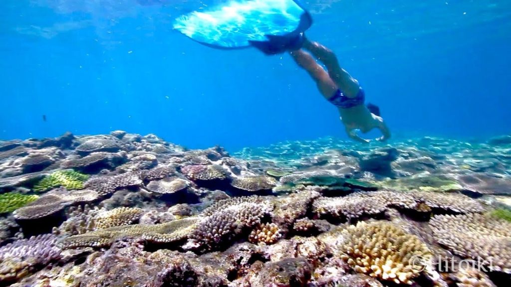 Freediving With Sharks in Beautiful Coral Reef (Mermaid Grotto, Okinawa)