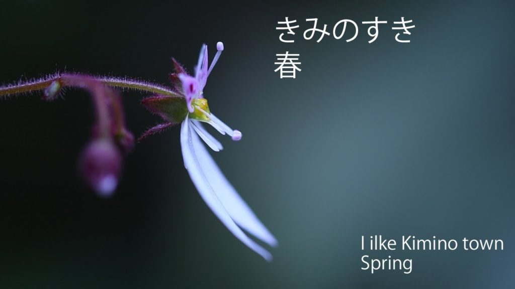 紀美野町 きみのすき 春 I like Kimino Town Wakayama Japan