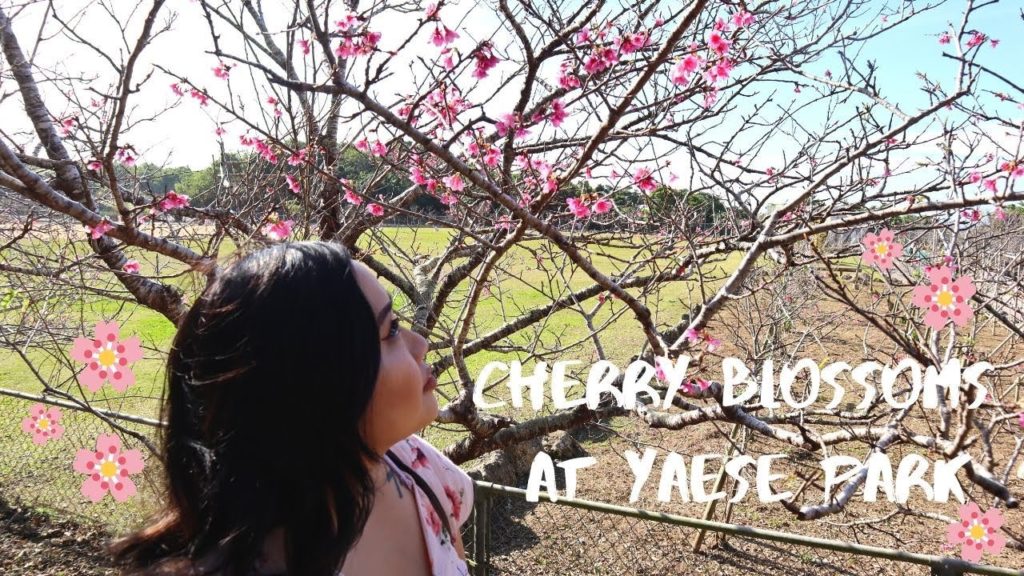 Travel Vlog: Yaese Park to see the Cherry Blossoms (sakura) - Yaese, Okinawa 🌸