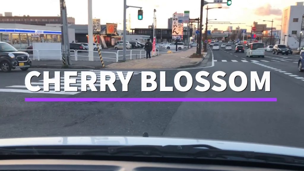 Sakura Drive | Cherry Blossom in Niigata, Japan