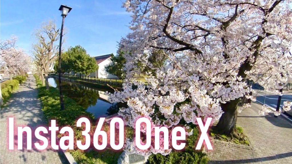 Sakura Cherry Blossoms in Niigata City - Shot with Insta360 One X -
