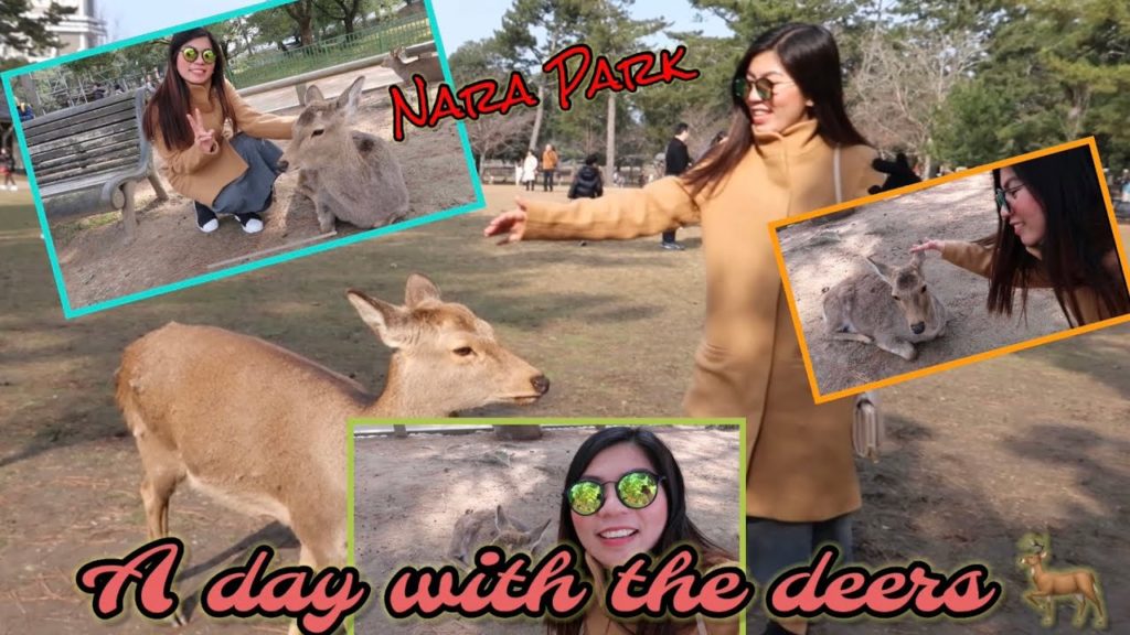 Nara Park | Japan Tour