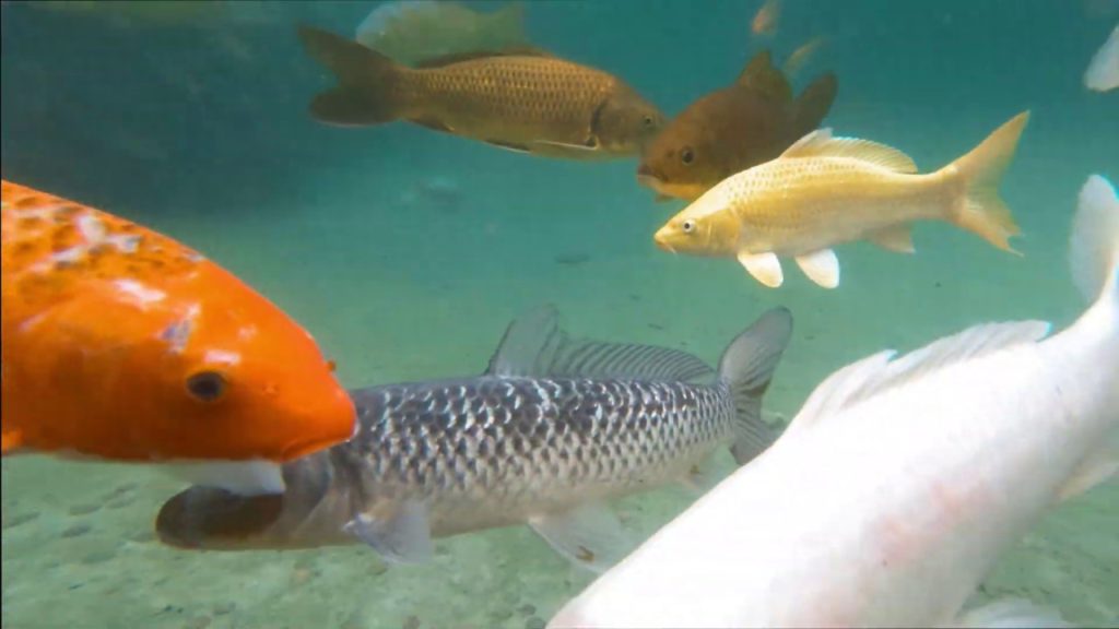 San Antonio Missions National Park & Japanese Tea Garden / Historic market square