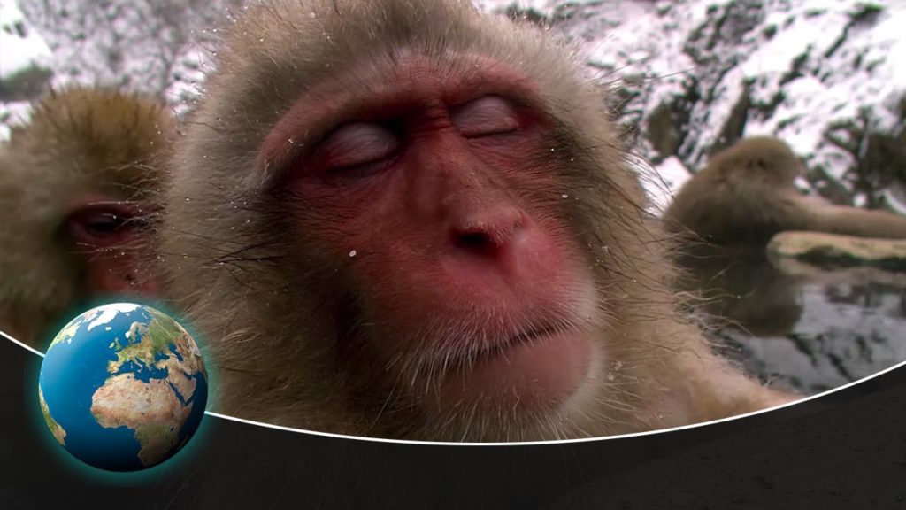 Bathing monkeys, fighting kangaroos & Co.