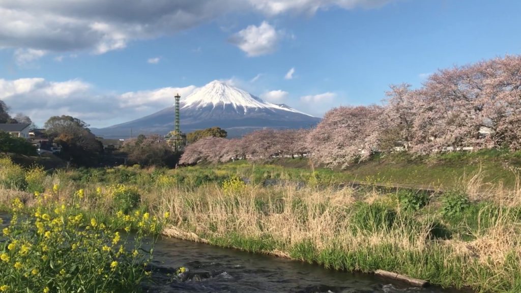 Sakura Along Urui River in Fuji, Shizuoka