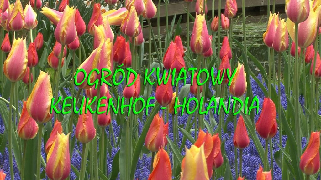 OGRÓD KWIATOWY KEUKENHOF- HOLANDIA