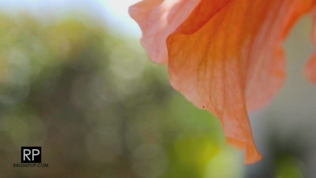 An Olympus PEN E-P2 Field Video Test