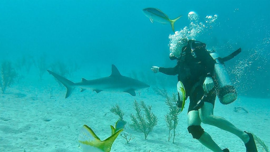 Adventures in Grand Bahama – Swimming Pigs & Scuba Diving with Sharks Adventures in Grand Bahama - Swimming Pigs & Scuba Diving with Sharks