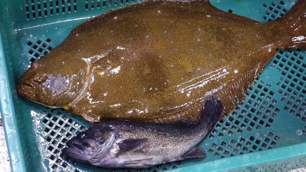 소래포구 광어 회뜨기!! Korean Street Food, sashimi, cutting, flat fish!