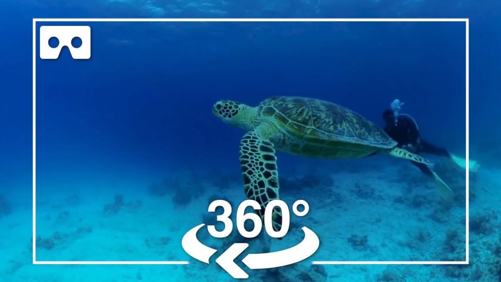 【360VR映像】癒しの体験。ウミガメとサンゴの海に家から飛び込もう！！