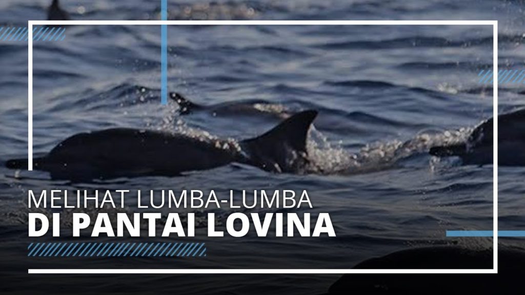 Melihat Lumba-lumba Liar di Pantai Lovina, Ini Biaya dan Waktu Terbaiknya