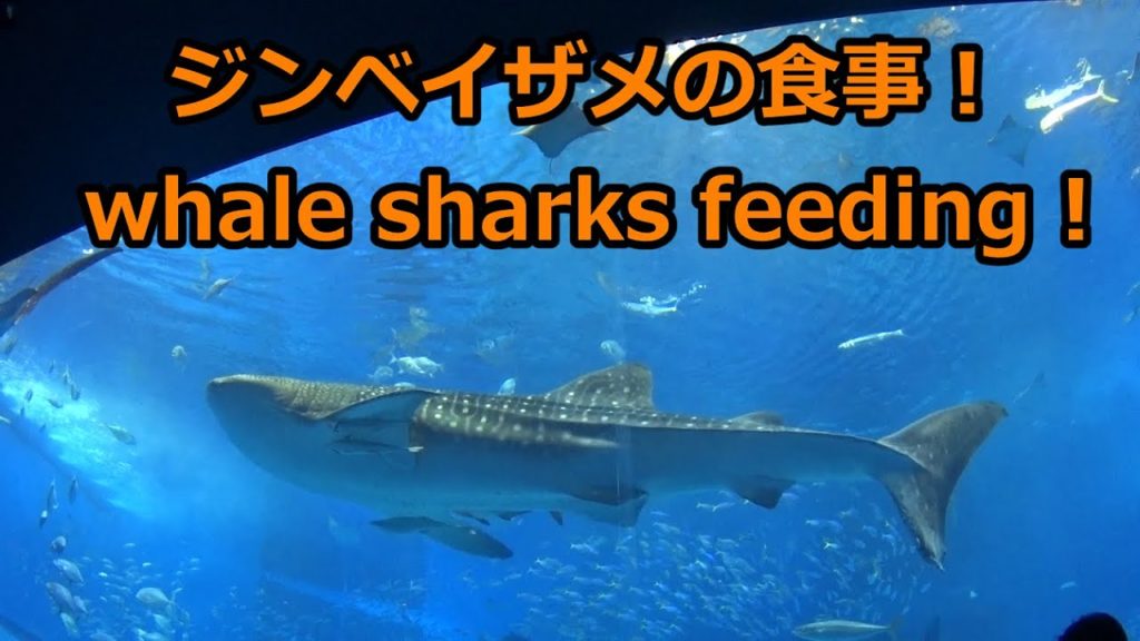 ジンベイザメの食事風景　whale sharks feeding in Okinawa Churaumi Aquarium
