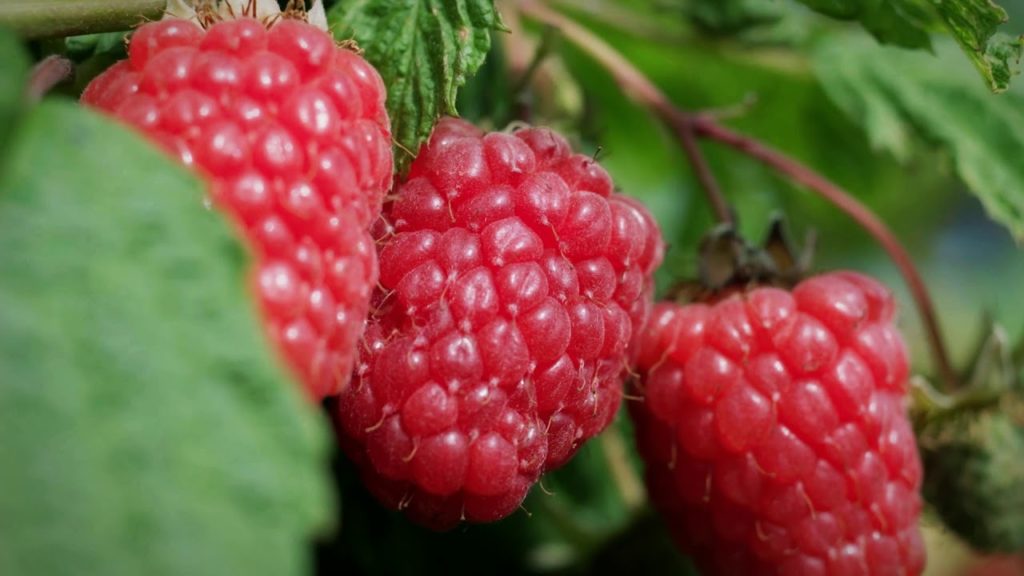 Go Large In Perthshire - Fruit Farm