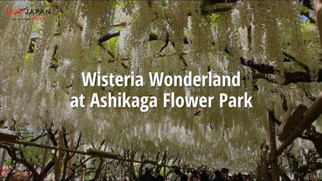 Gorgeous Wisteria at Ashikaga Flower Park! - LIVE JAPAN