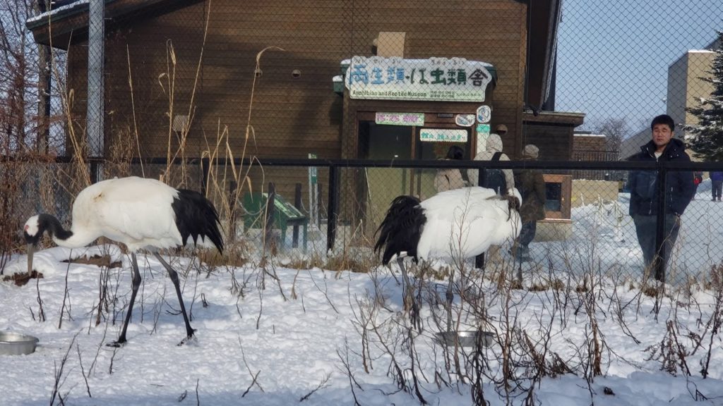 Japan Hokkaido Asahiyama Zoo (Winter) - Crane (4K)
