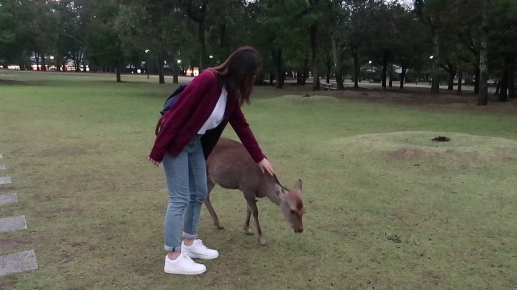 Japan 2019 Travel Video