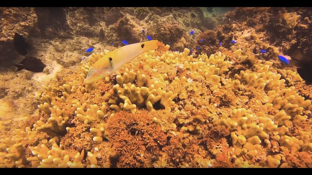 Miyakojima snorkeling
