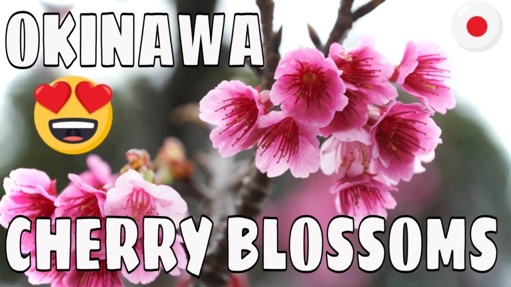 2020 Cherry Blossoms Okinawa! 2020 Cherry Blossoms Okinawa!